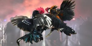 รูปแบบที่โดดเด่นของการชนไก่บ้าน
