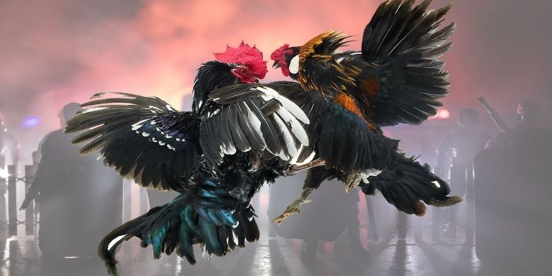 รูปแบบที่โดดเด่นของการชนไก่บ้าน