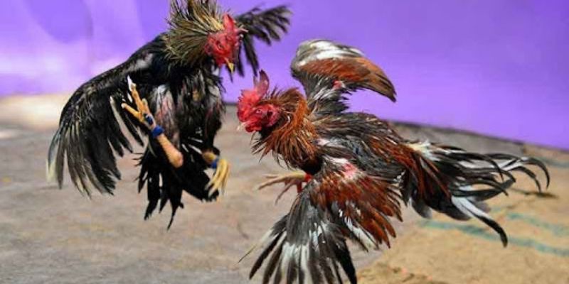 กติกาการชนไก่